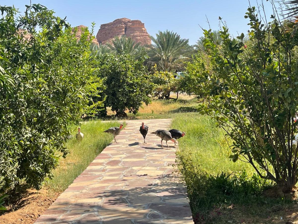 Naseem ,s Country النسيم الريفيhouse بيت ضيافة *